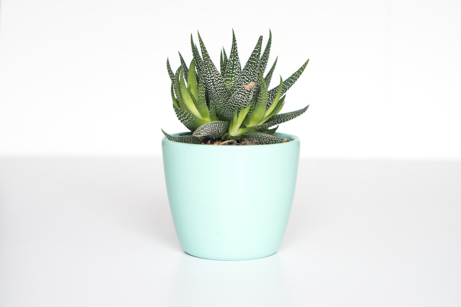 Svokrine jazyky (Sansevieria)