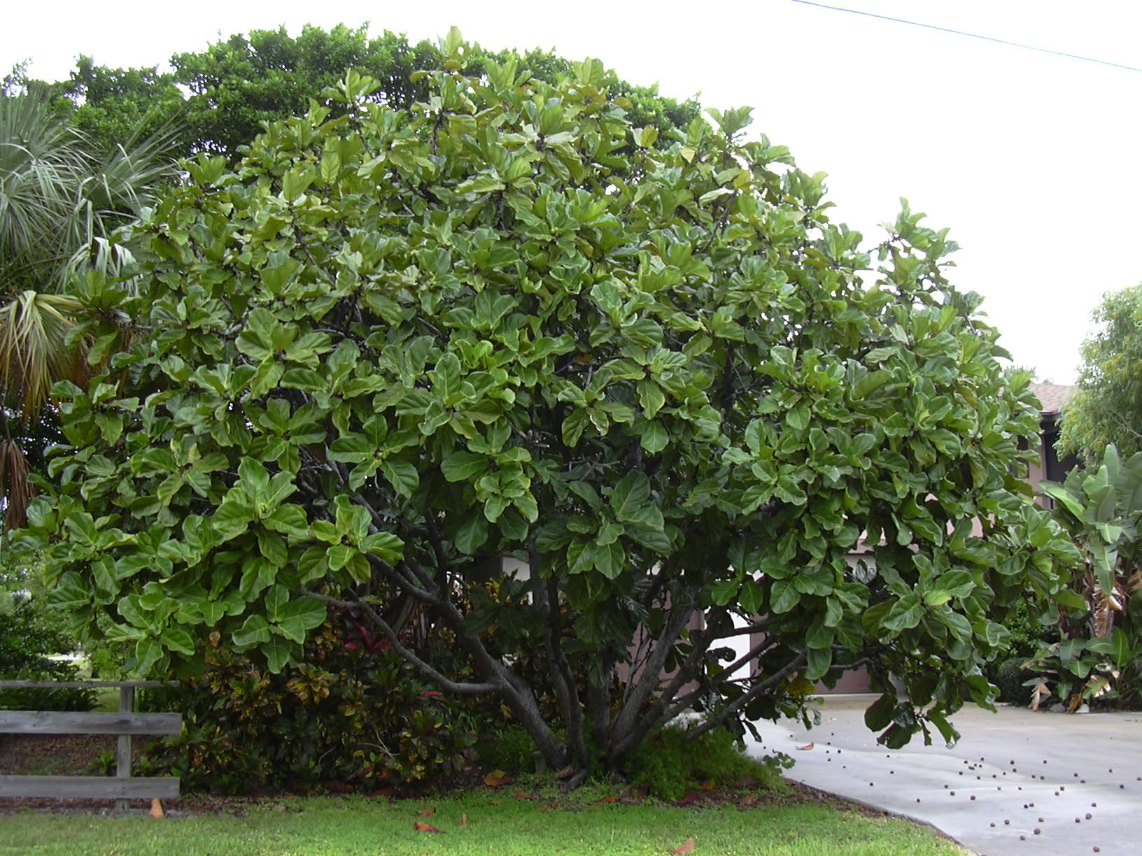 Fikus lyrový (Ficus lyrata)