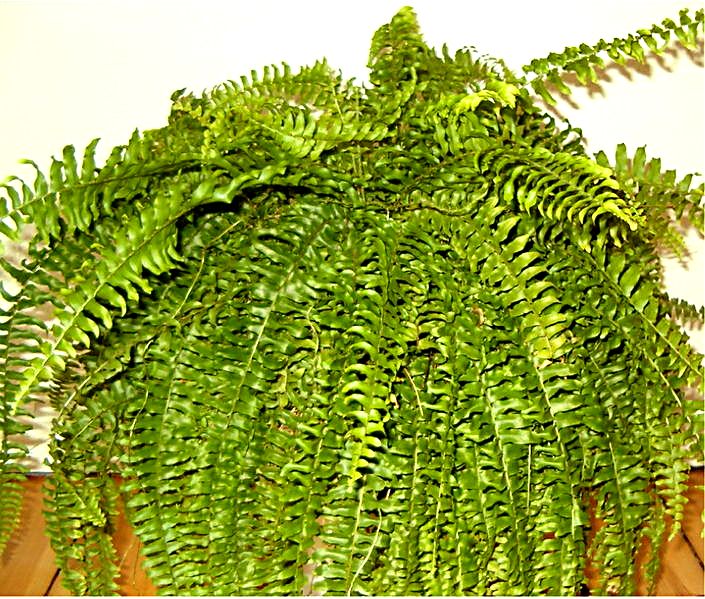 Papradka Nephrolepis