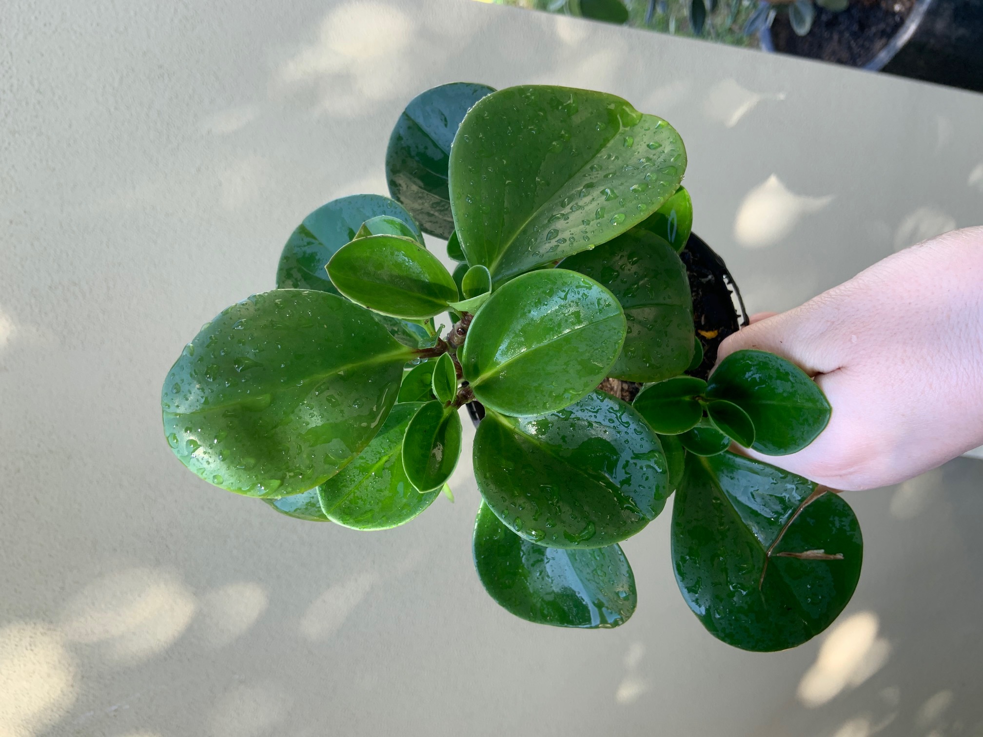 Peperomia obtusifolia
