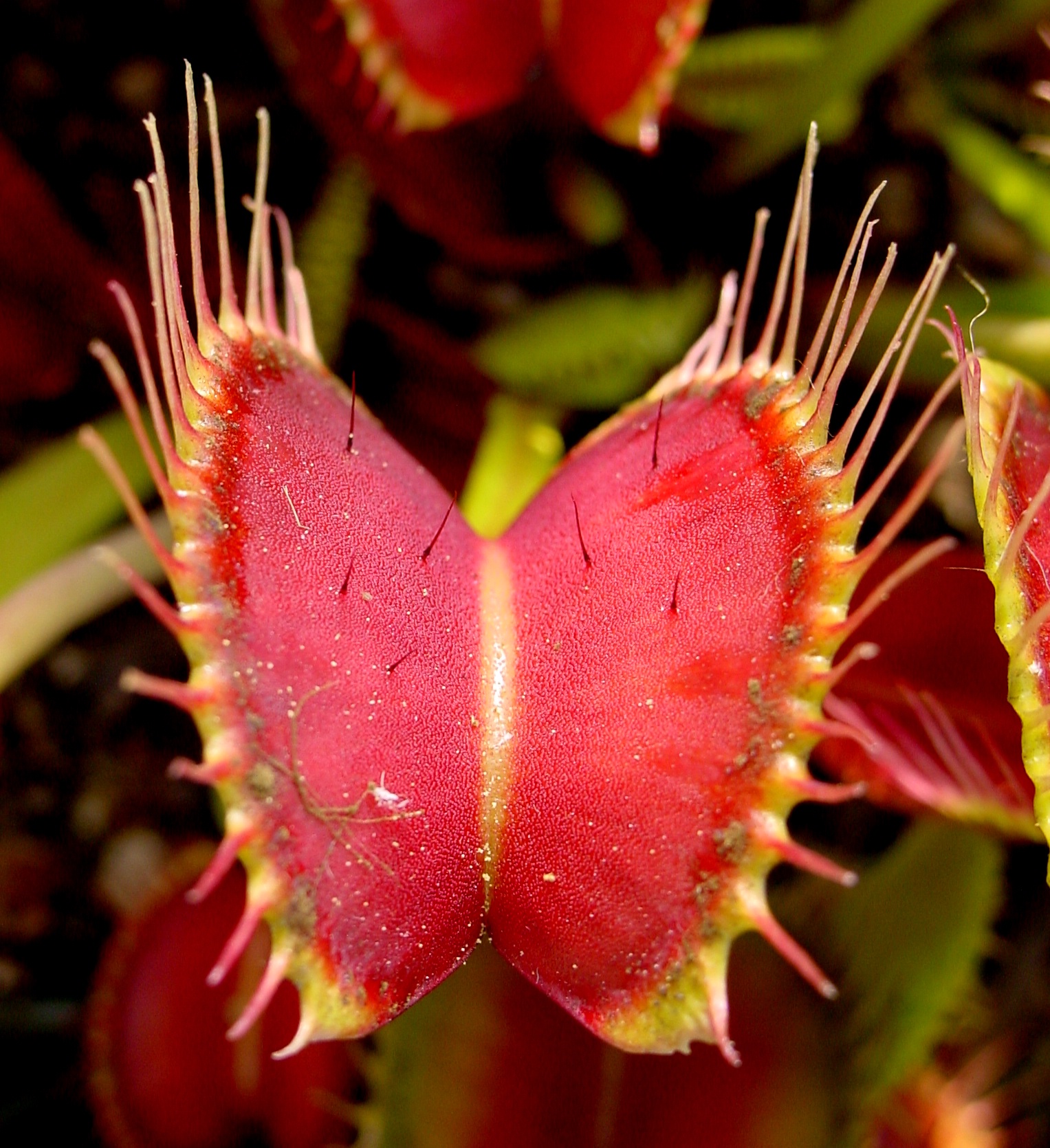 Mucholapka podivná (Dionaea)
