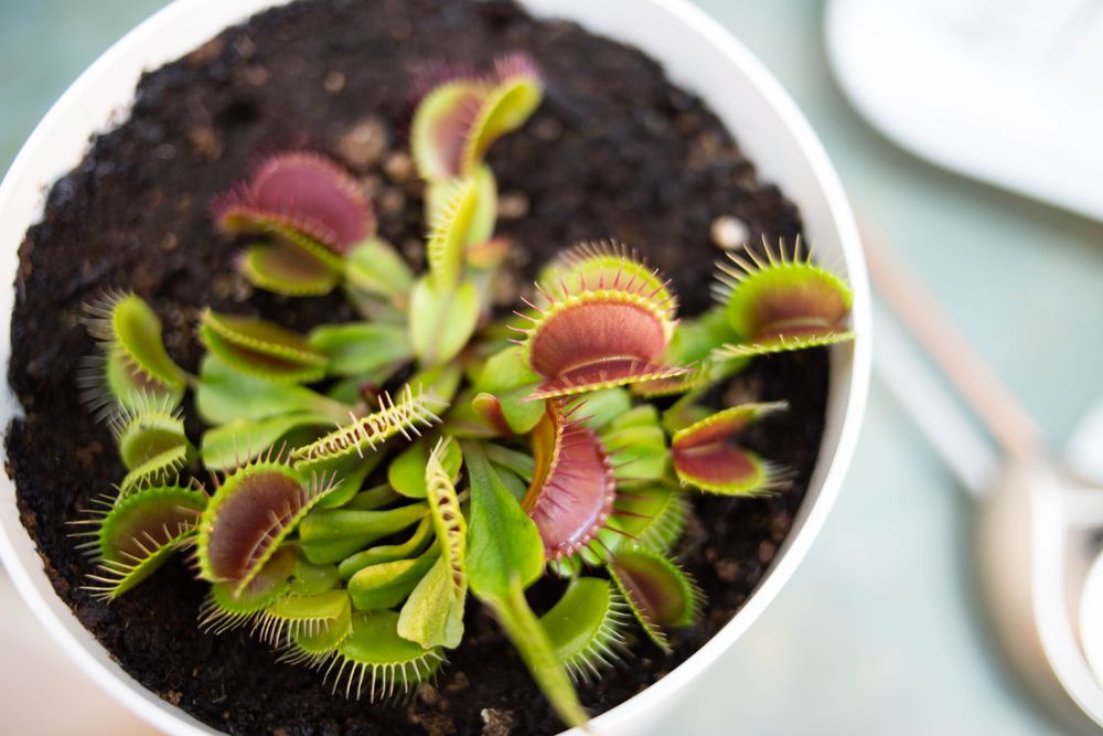 Mucholapka podivná (Dionaea)