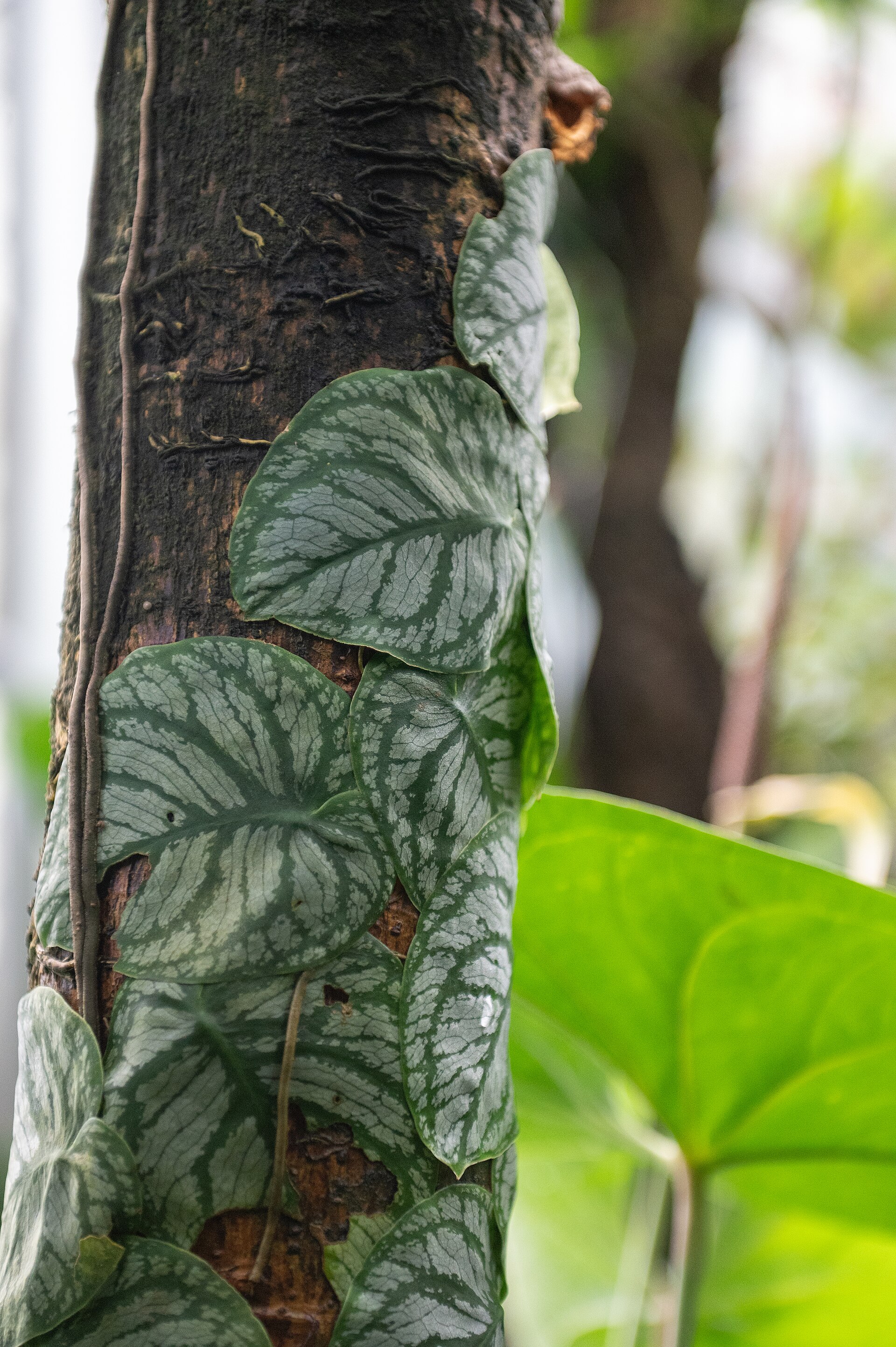 Monstera dubia