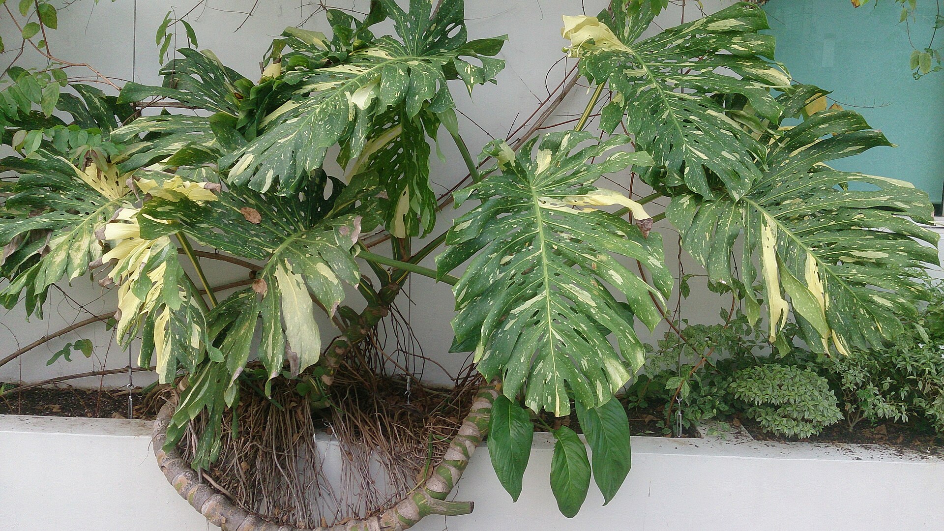 Monstera deliciosa 'Albo Variegata'