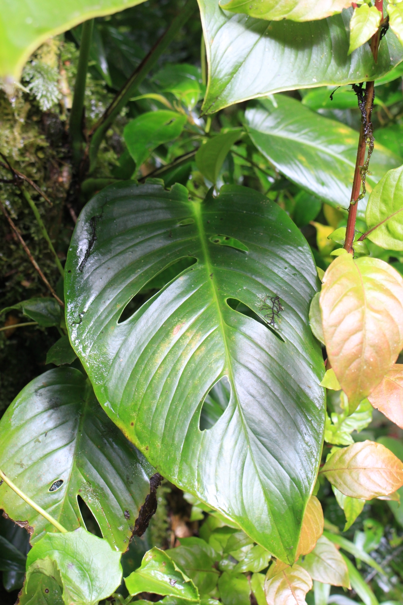 Monstera adansonii