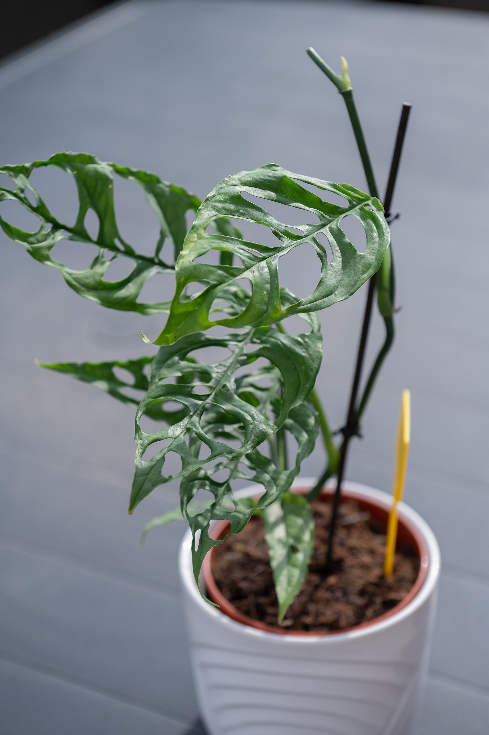 Monstera obliqua 'Peru'