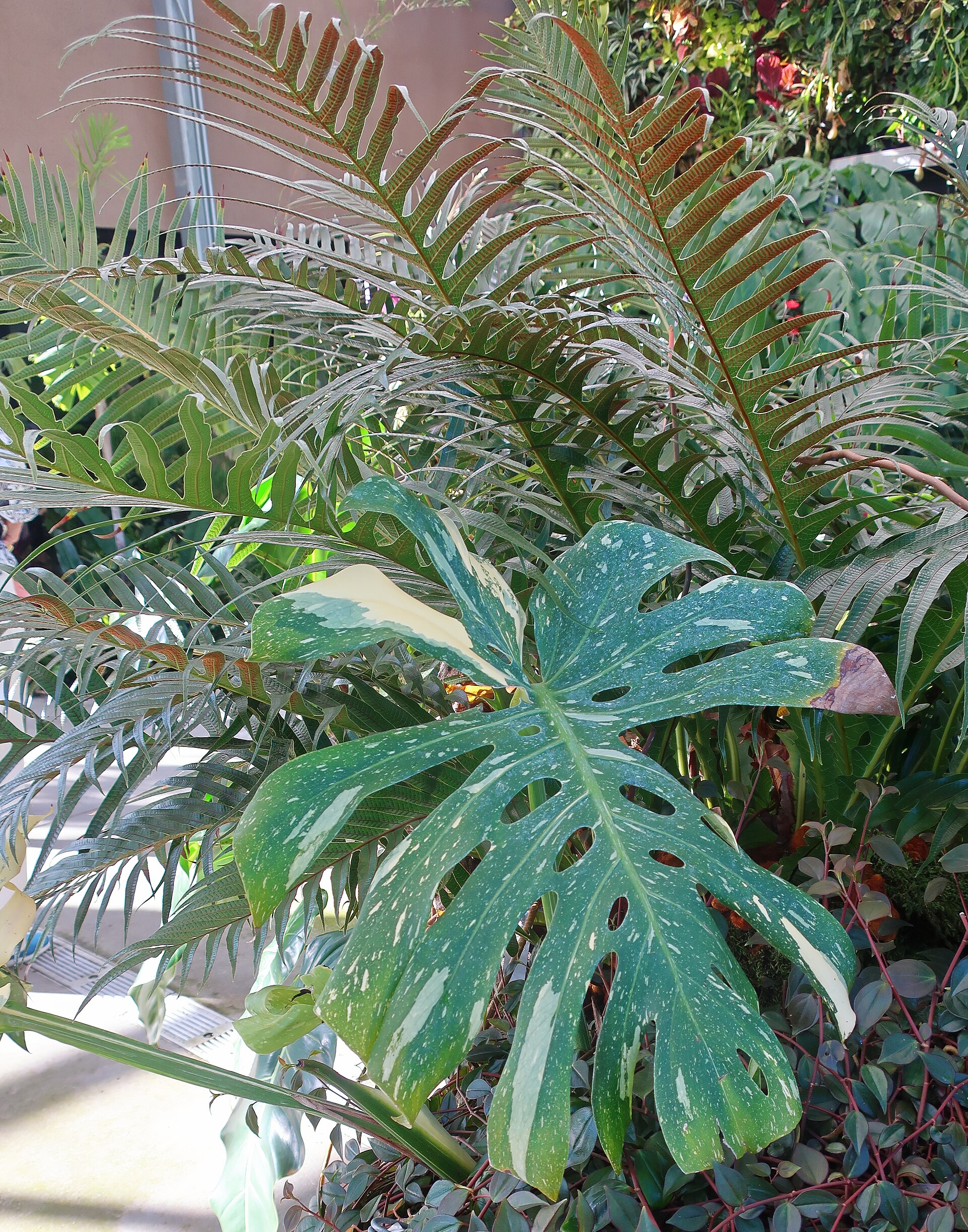 Monstera deliciosa 'Thai Constellation'