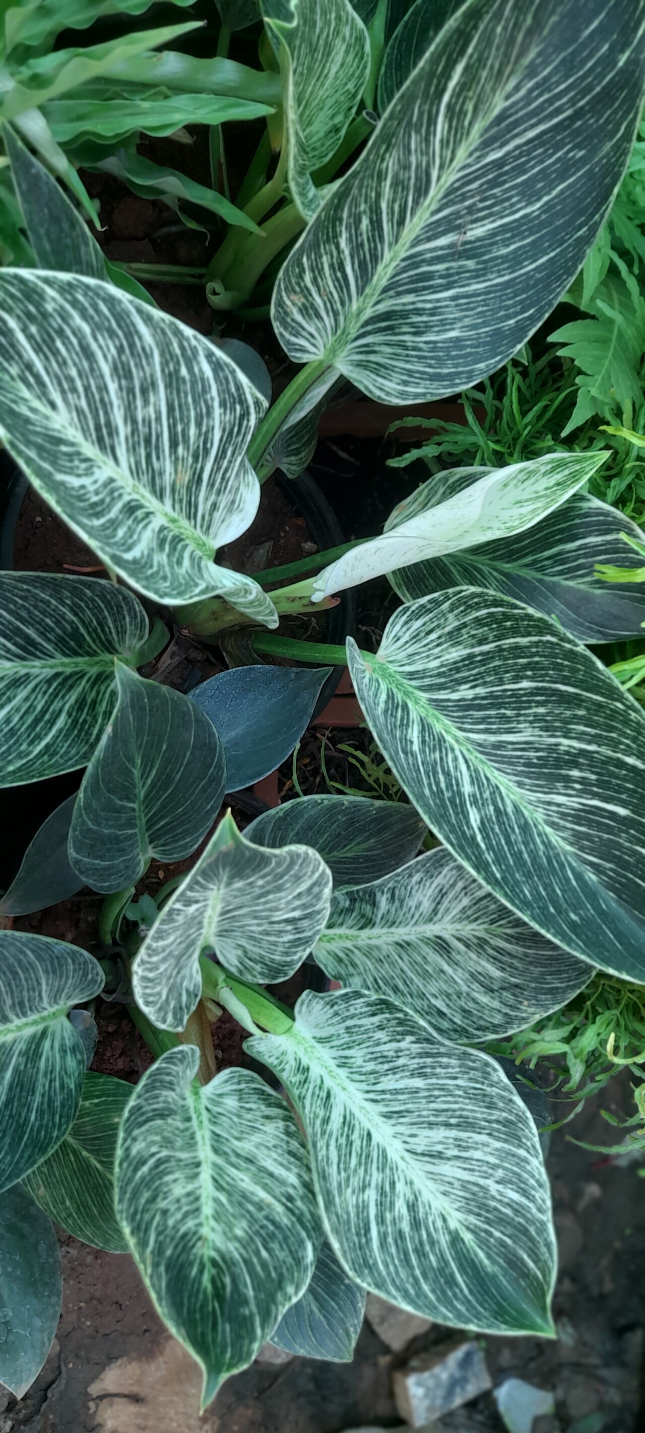 Philodendron 'Birkin'