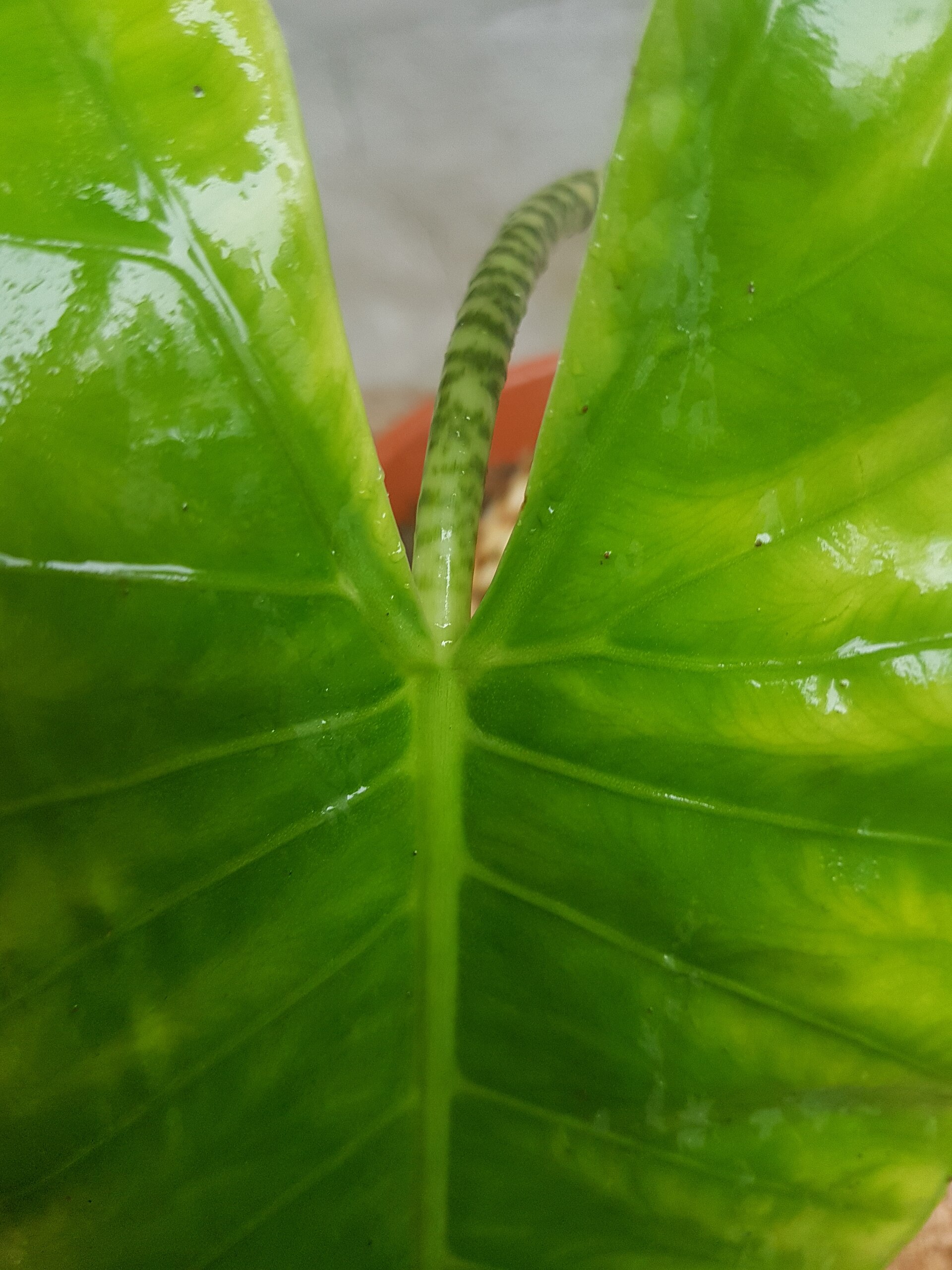 Alocasia zebrina
