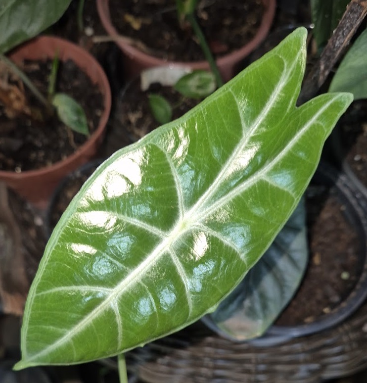 Alocasia longiloba 'Purple'