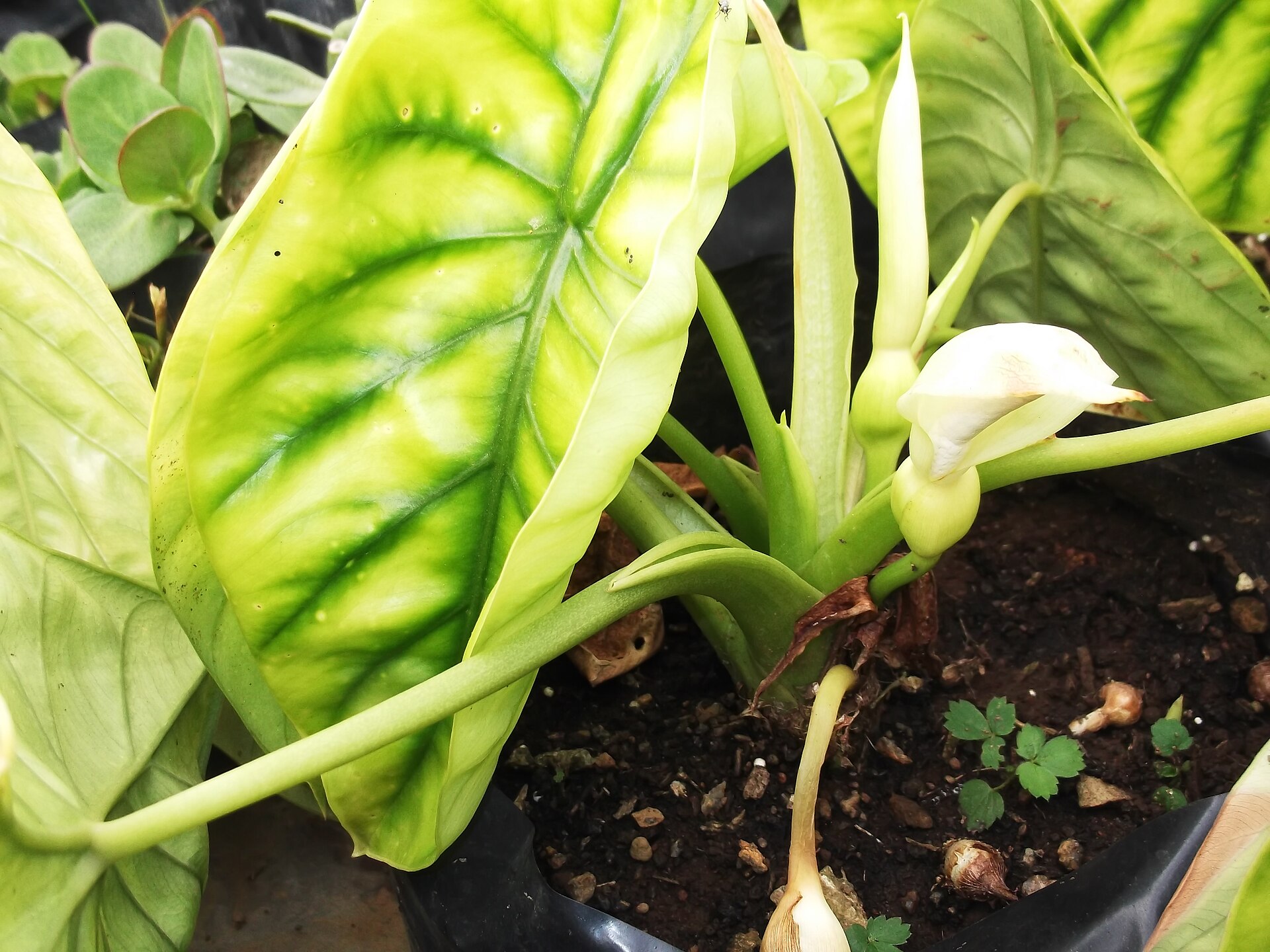 Alocasia cuprea