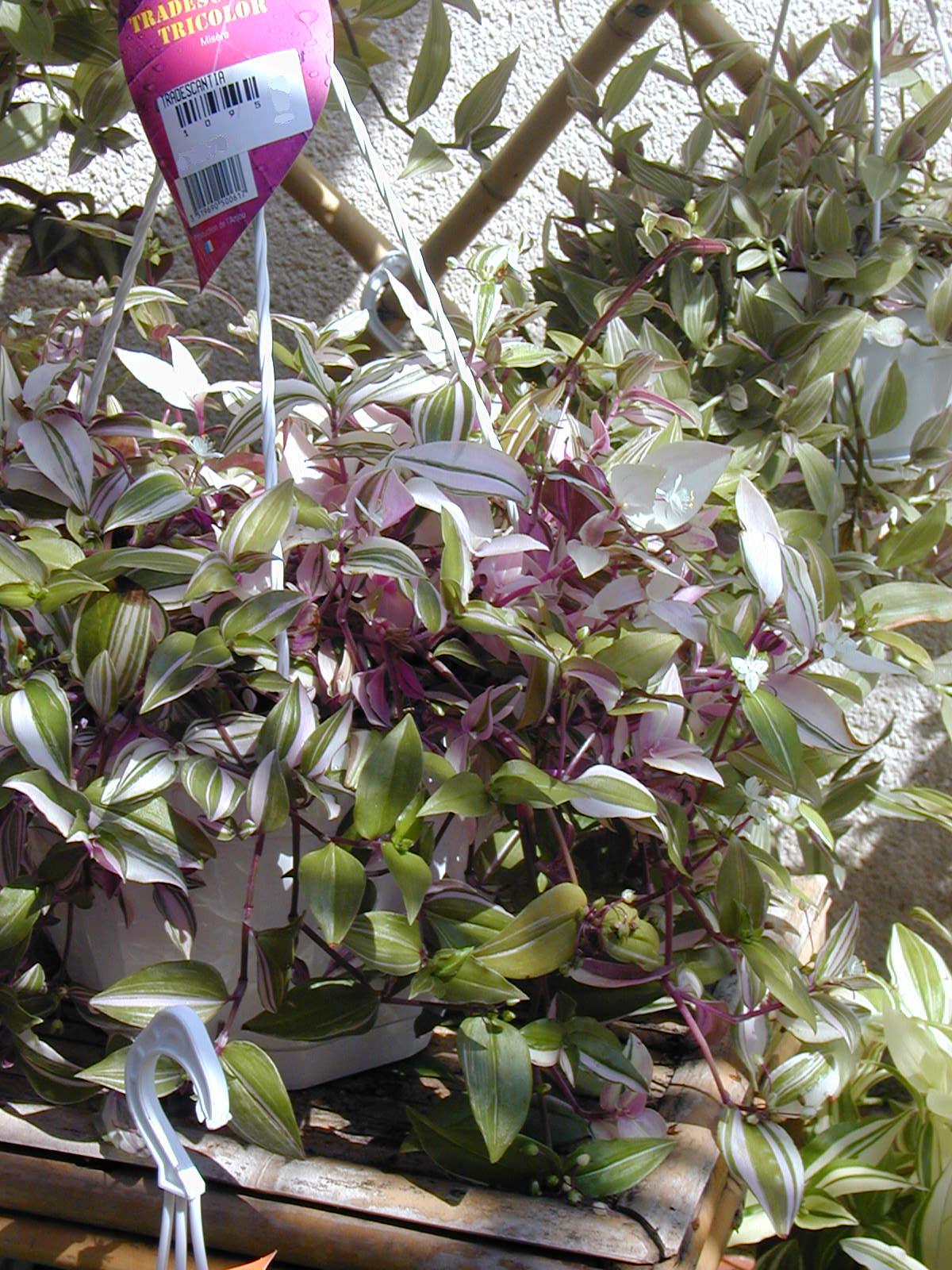 Tradescantia fluminensis 'Tricolor'