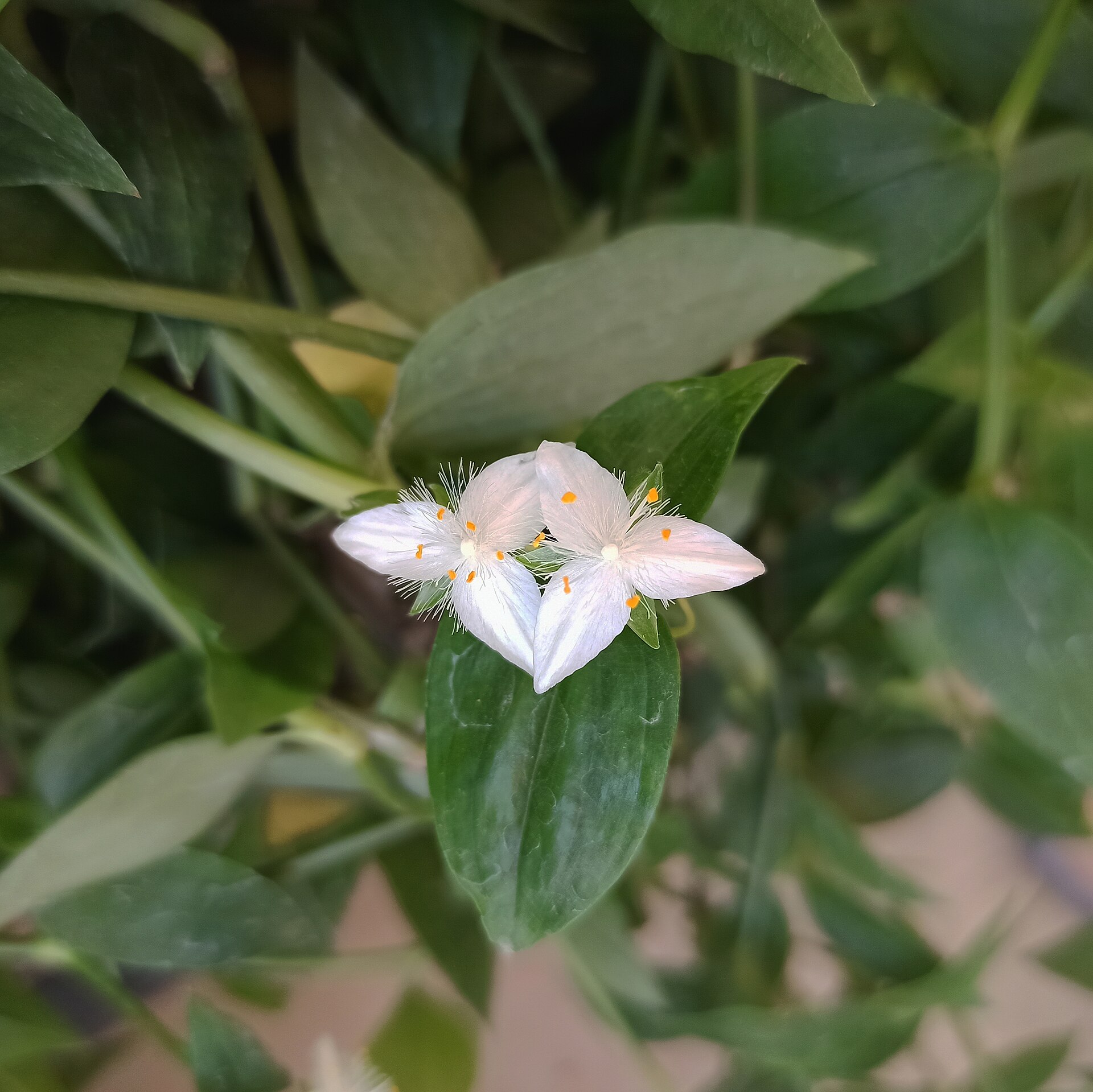 Tradescantia fluminensis